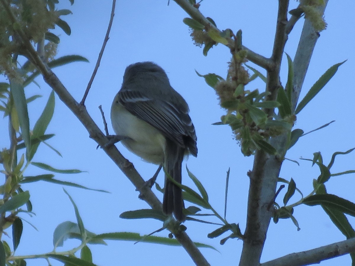 Bell's Vireo - ML617845079