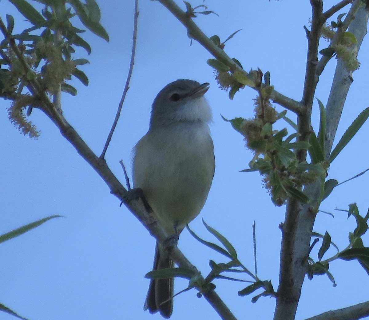 Bell's Vireo - ML617845080