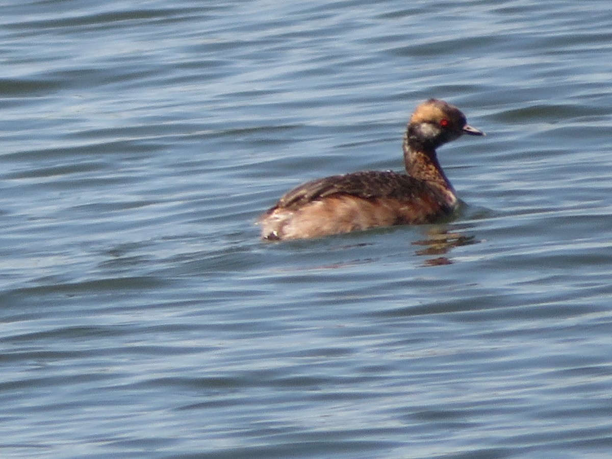 Horned Grebe - Randy Schultz