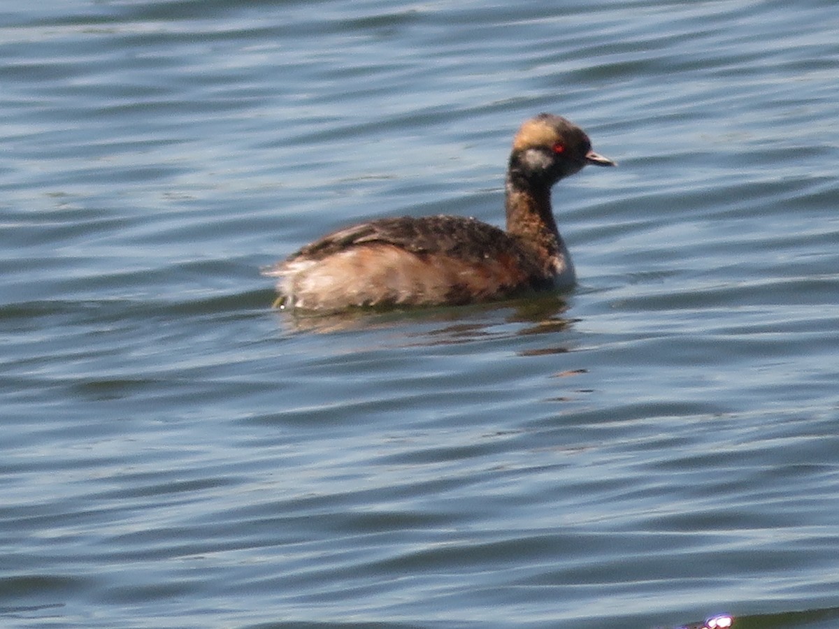 Horned Grebe - Randy Schultz