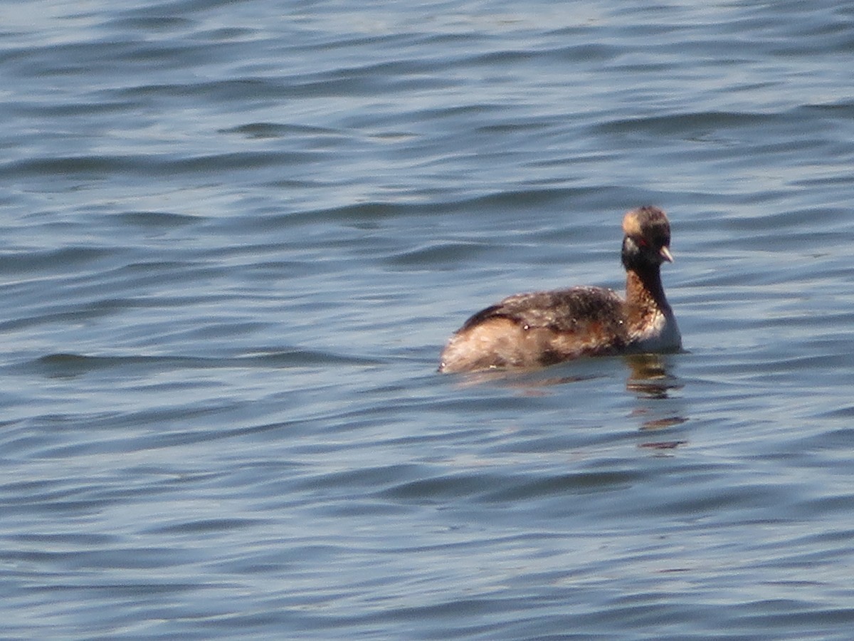 Horned Grebe - ML617845094