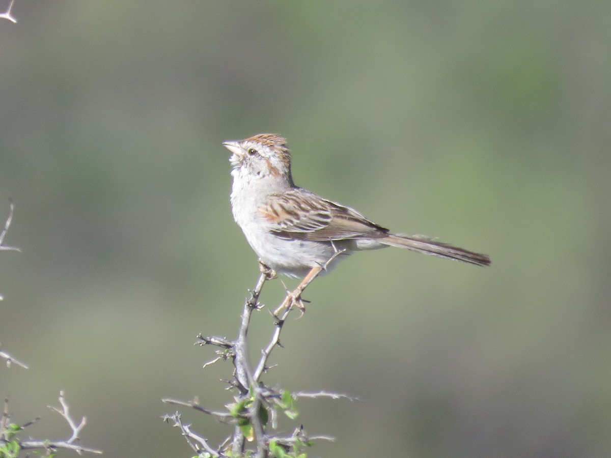 Rufous-winged Sparrow - ML617845116