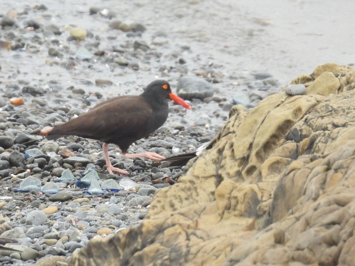 Black Oystercatcher - ML617845118