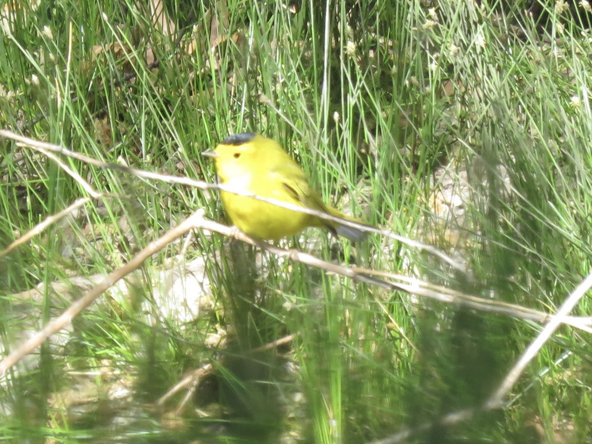 Wilson's Warbler - ML617845135