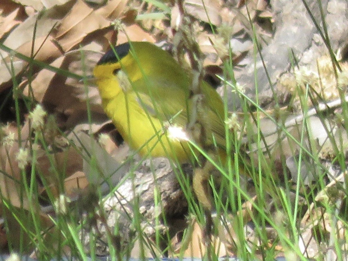 Wilson's Warbler - ML617845136