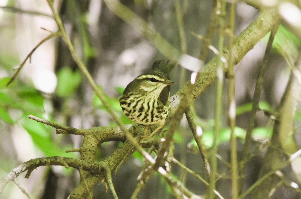 Northern Waterthrush - ML617845144