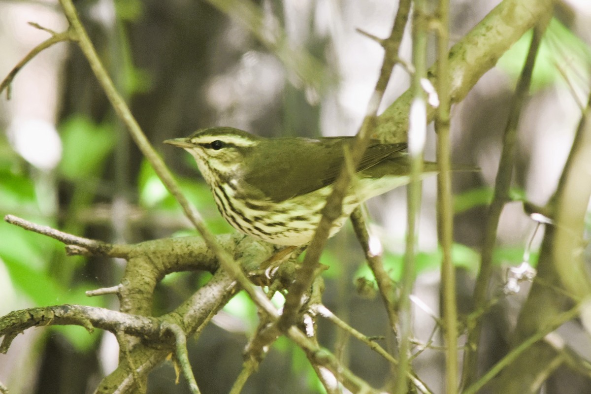 Northern Waterthrush - Mark Greene