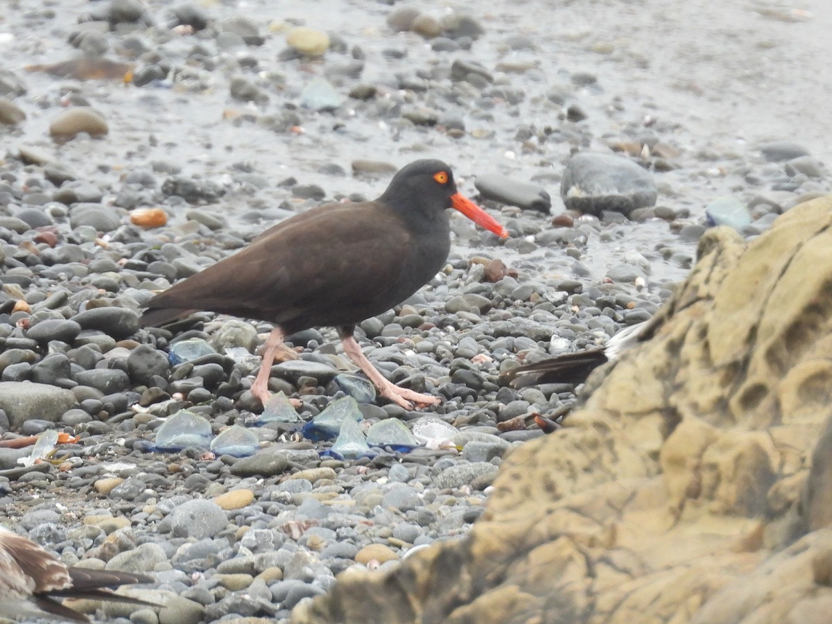 Black Oystercatcher - ML617845165