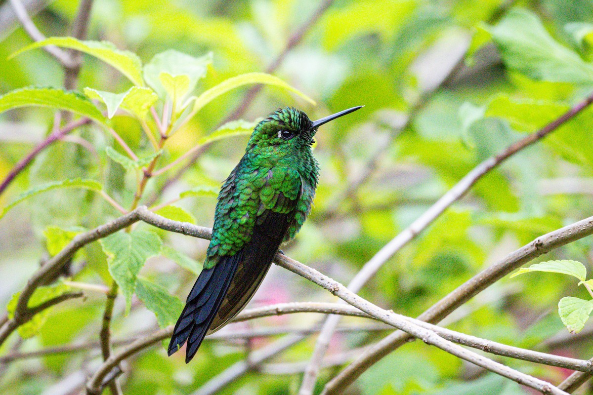 Grünstirn-Brillantkolibri - ML617845174