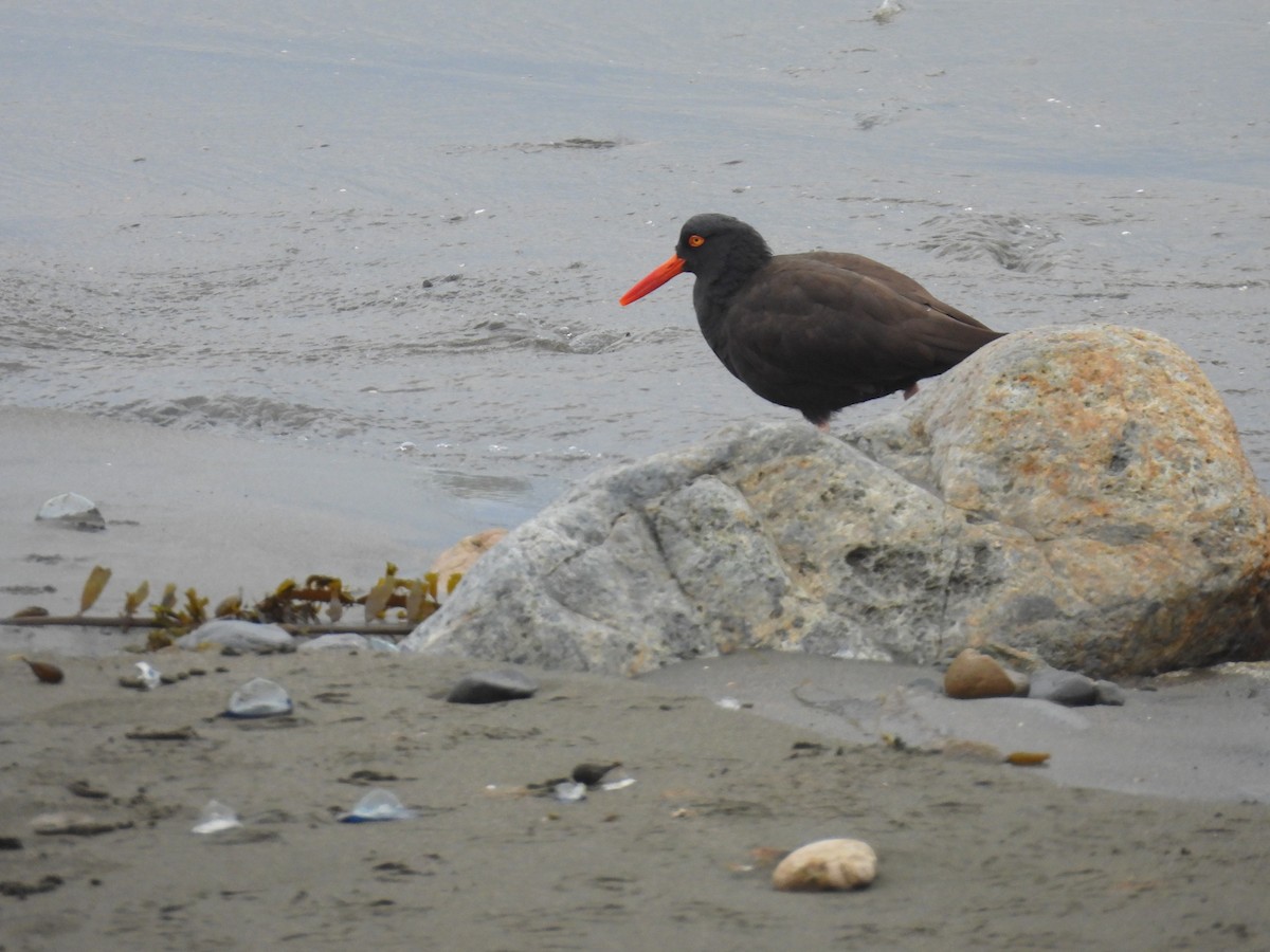 Black Oystercatcher - ML617845205