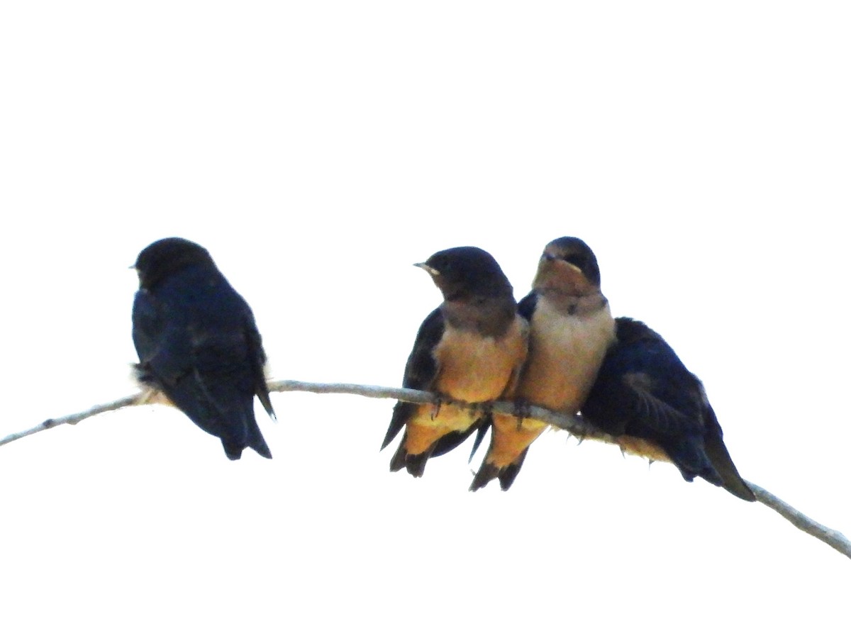 Barn Swallow - ML617845231