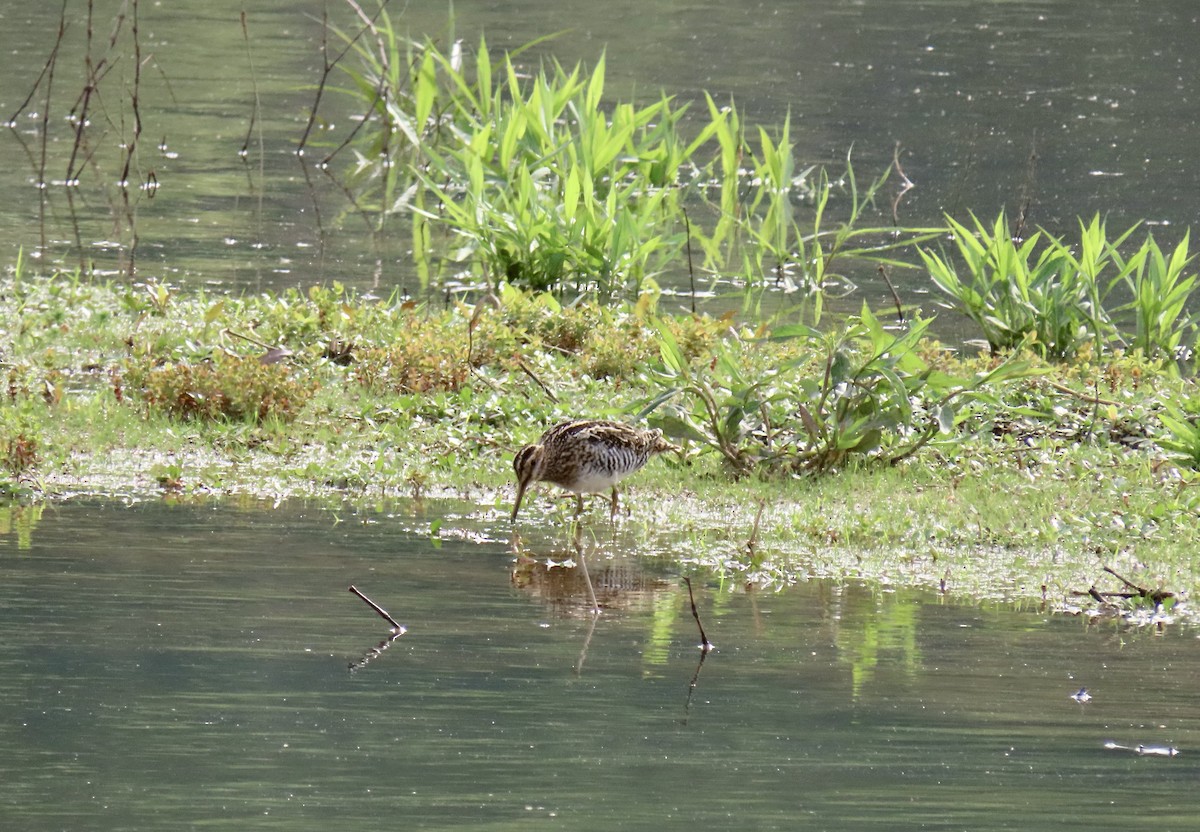 Wilson's Snipe - ML617845257