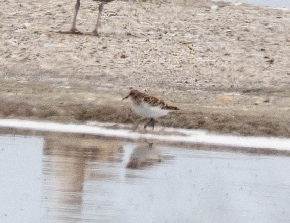 Little Stint - Richard Thunen