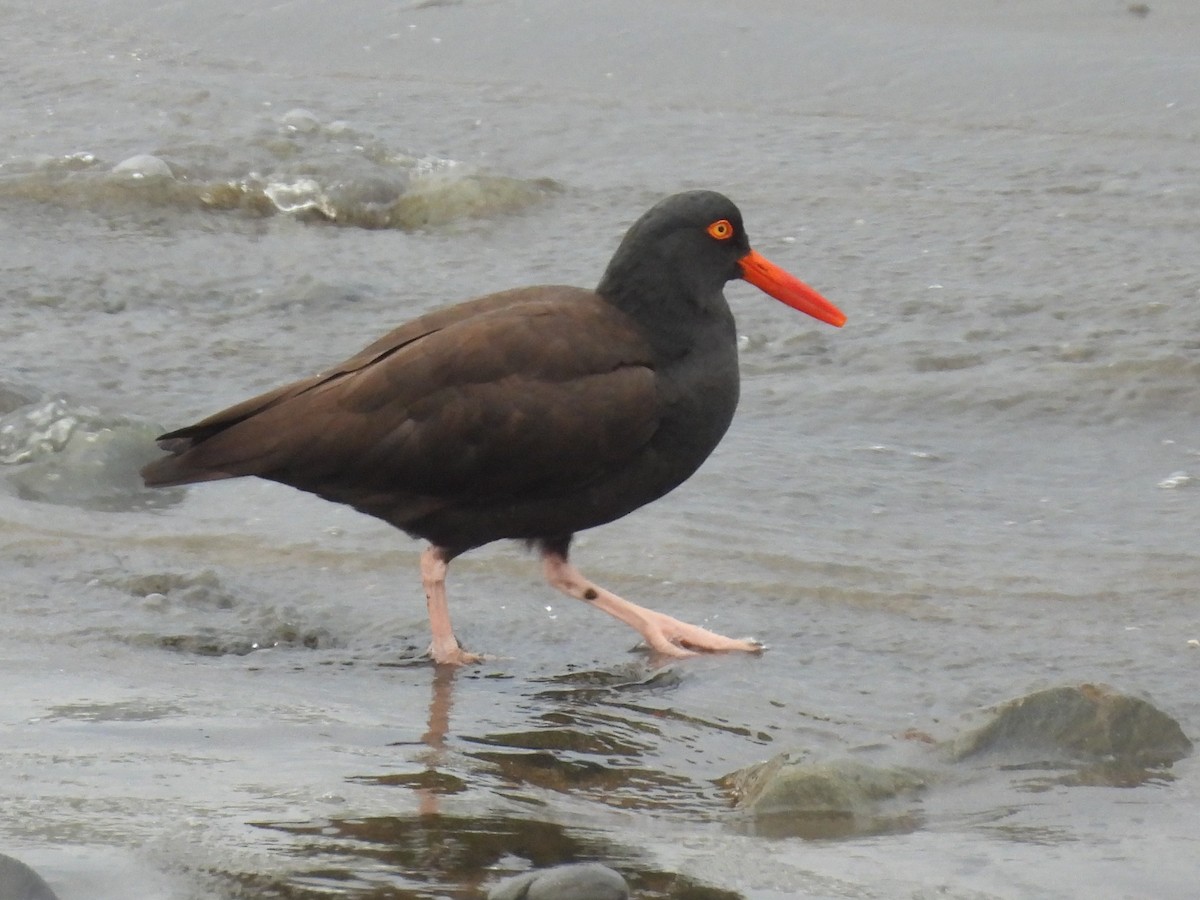 Black Oystercatcher - Jeanene Daniels