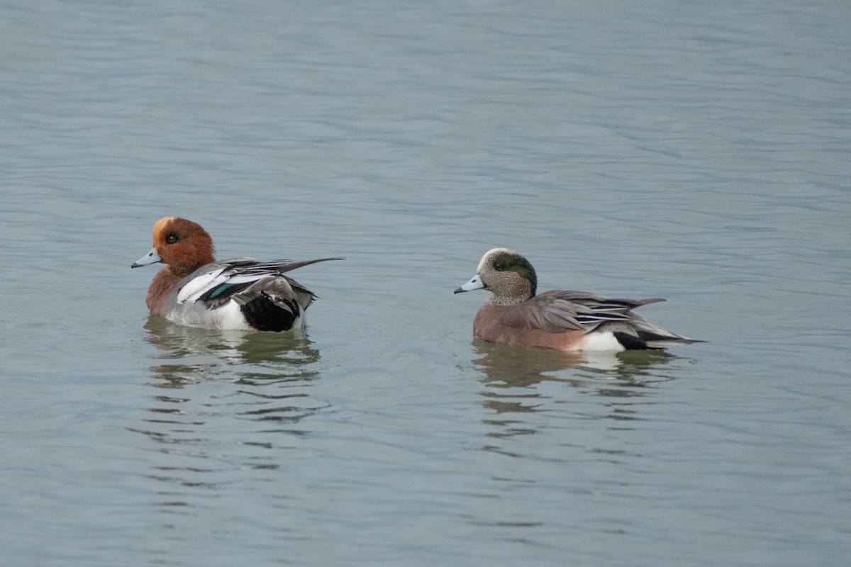 Зээрд нугас - ML617845345