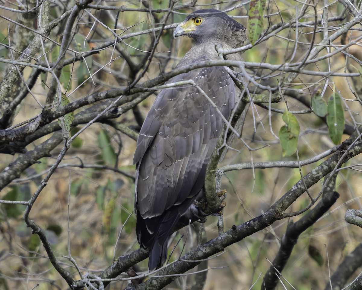 Crested Serpent-Eagle - ML617845355