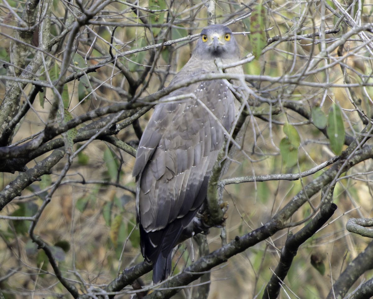 Crested Serpent-Eagle - ML617845356