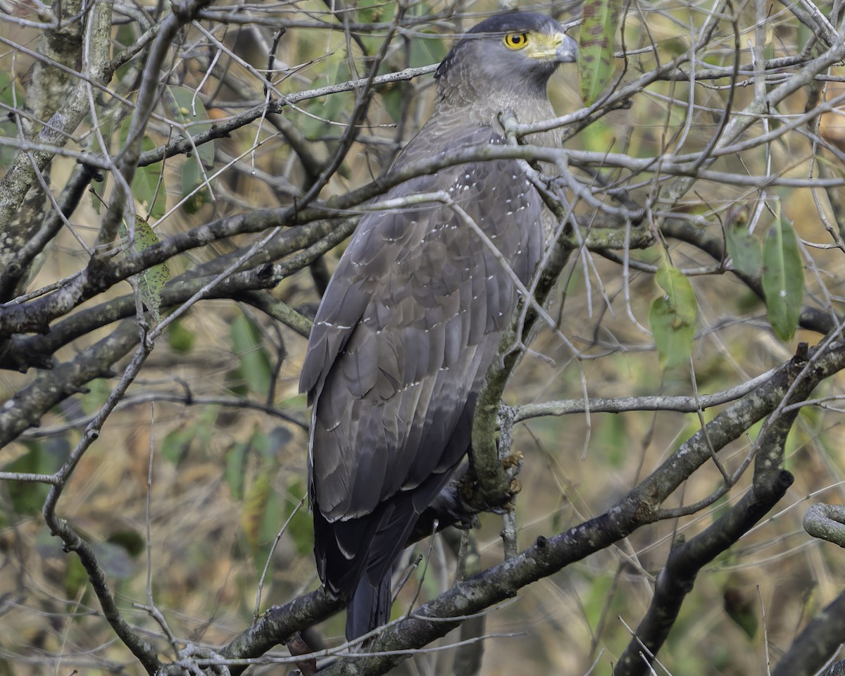 Crested Serpent-Eagle - ML617845357