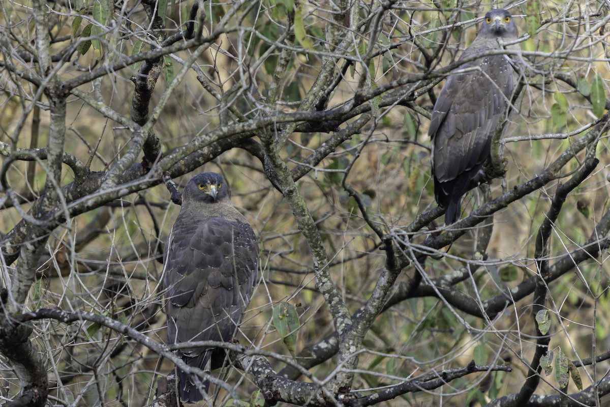 Crested Serpent-Eagle - ML617845358