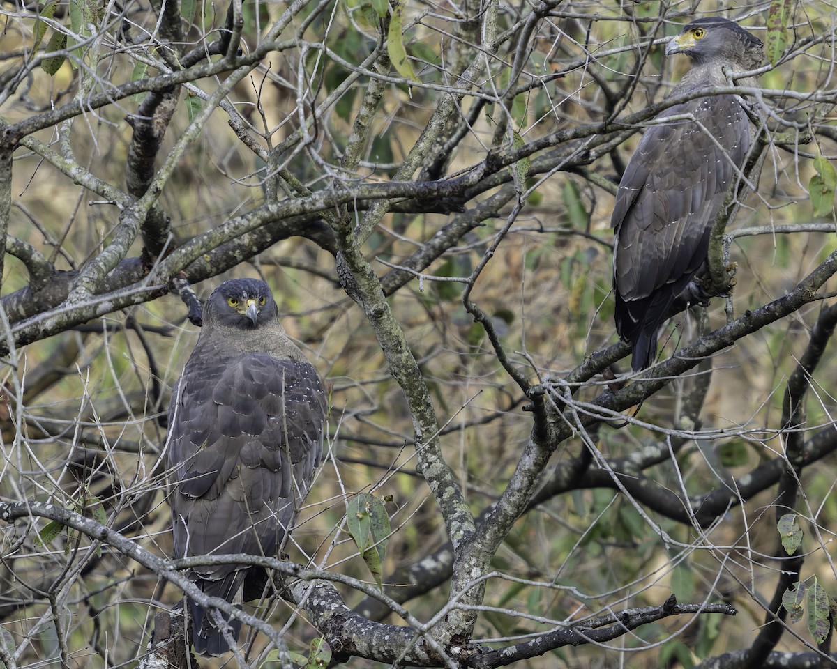 Crested Serpent-Eagle - ML617845359