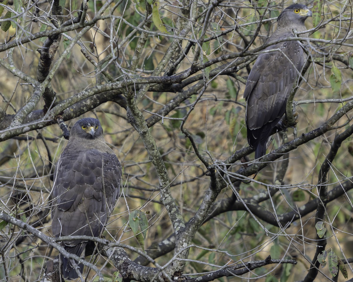 Crested Serpent-Eagle - ML617845360