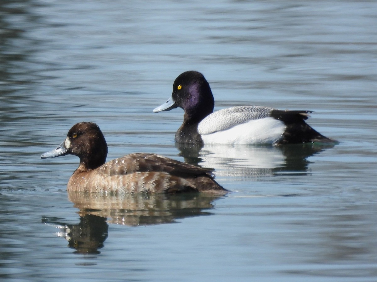 Lesser Scaup - ML617845361