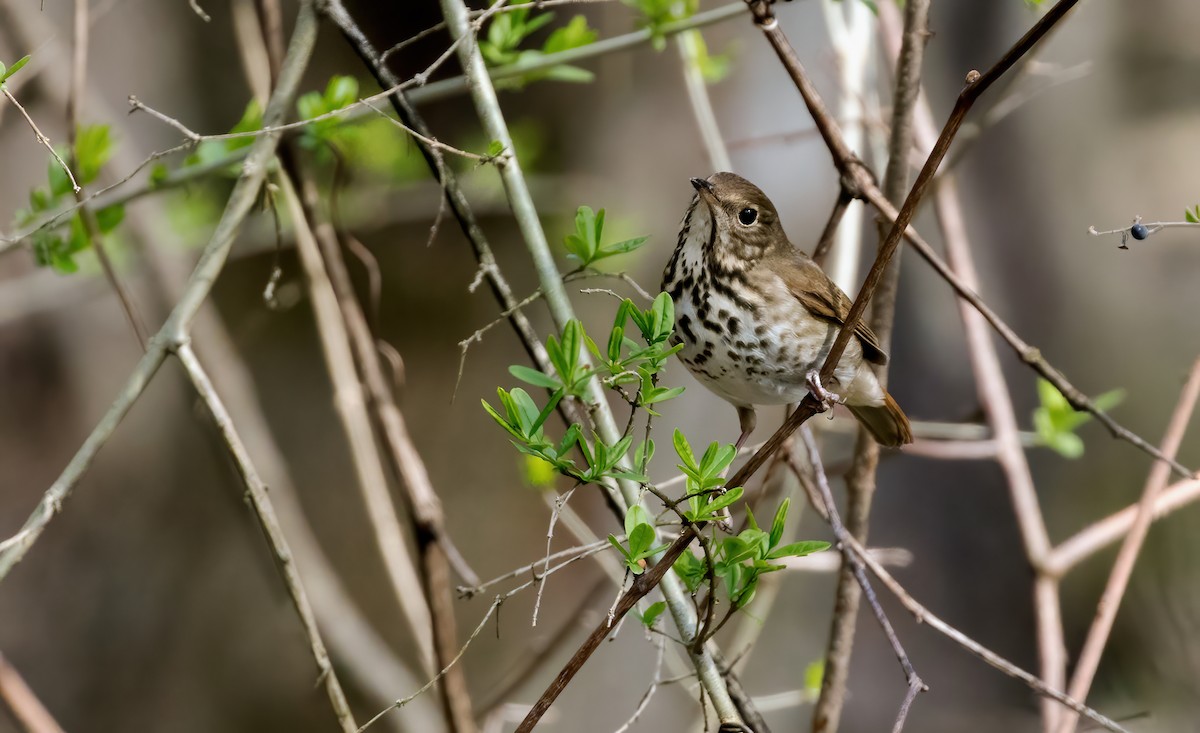 Hermit Thrush - Larry Van Brunt