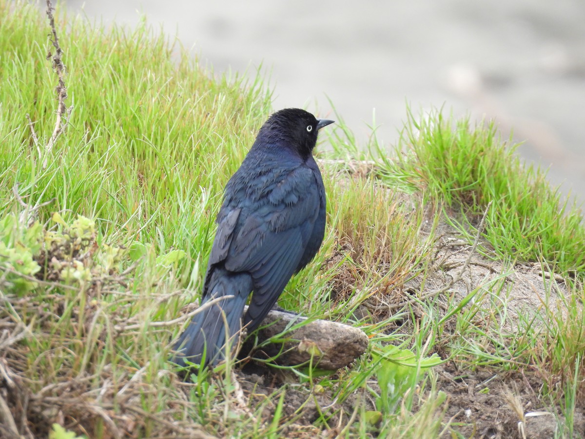 Brewer's Blackbird - ML617845375