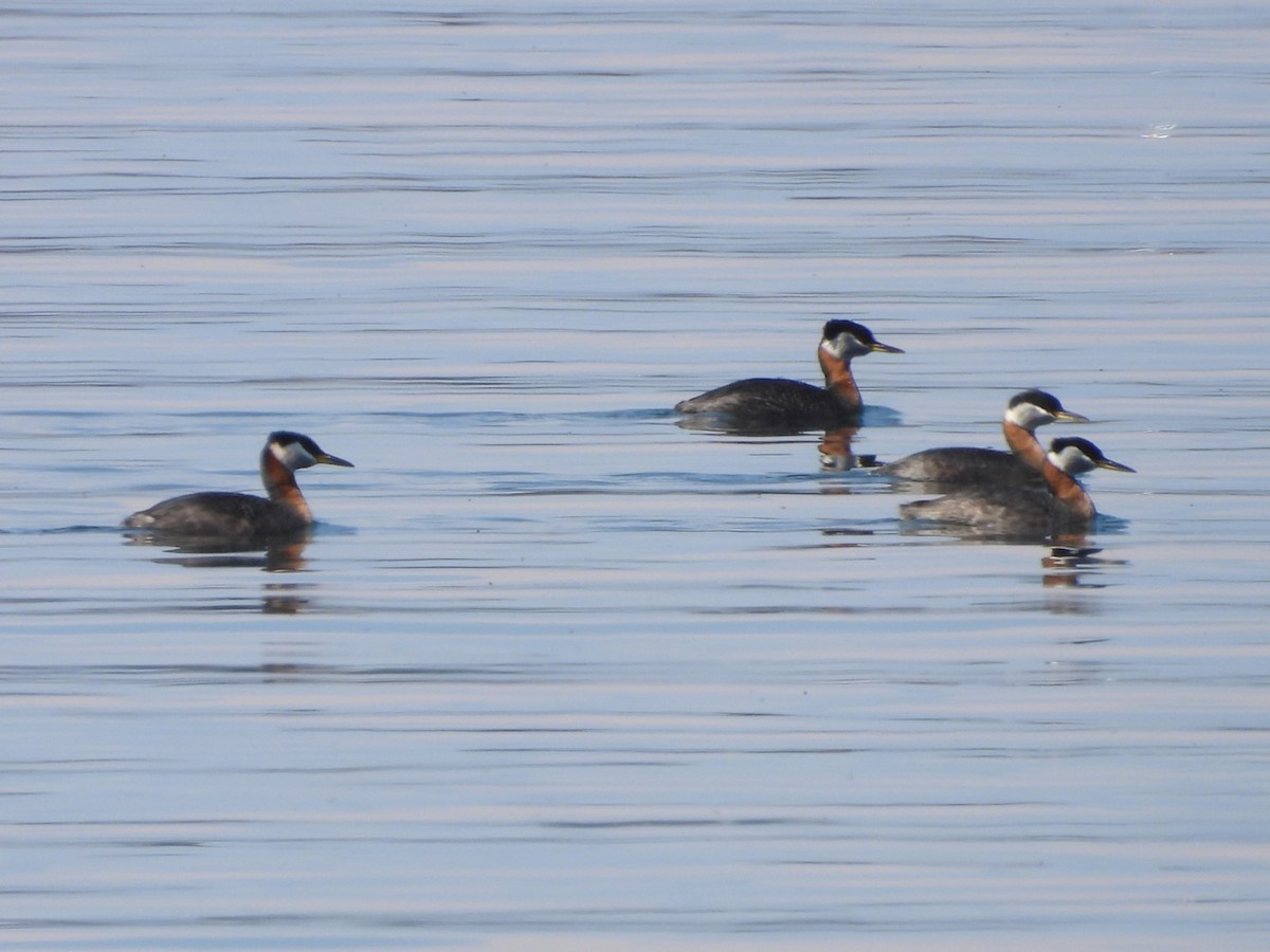 Red-necked Grebe - ML617845396