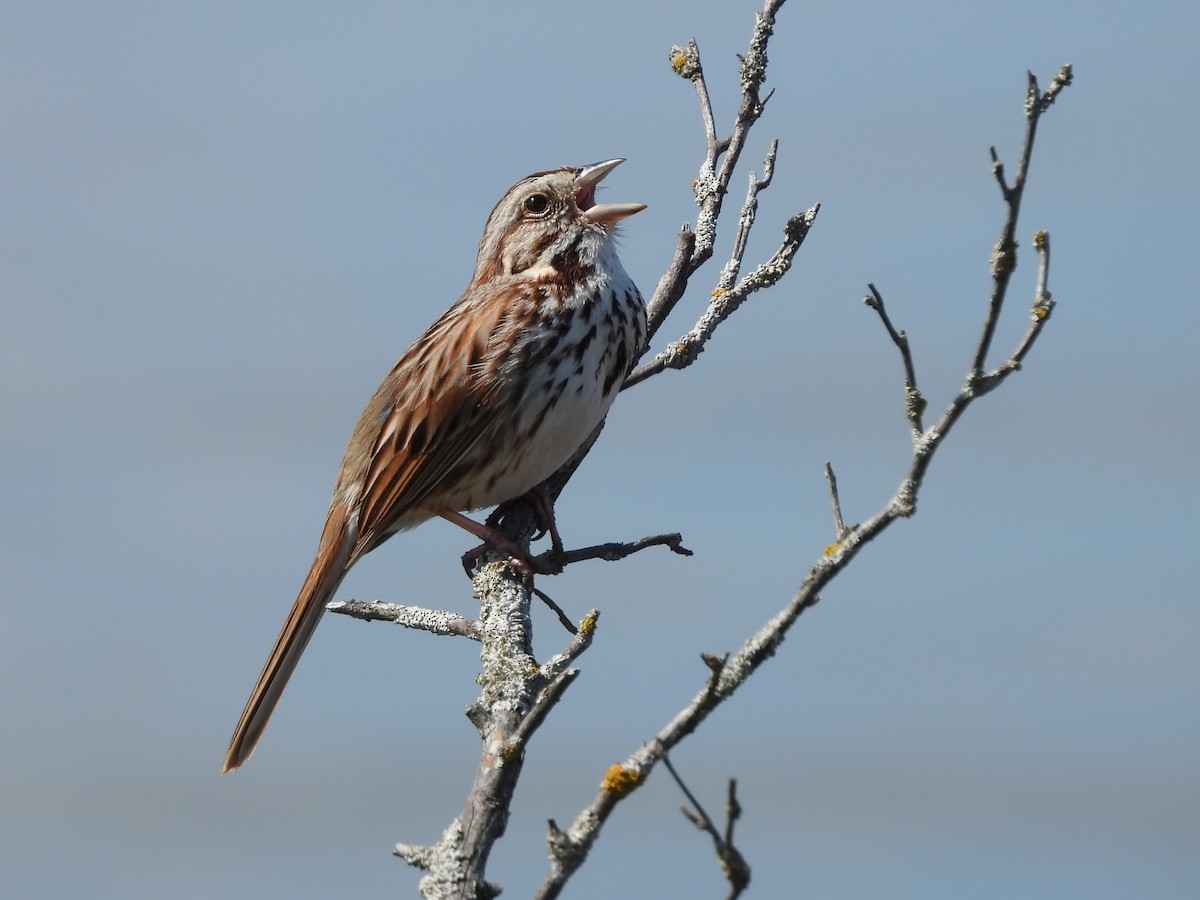 Song Sparrow - colette mactavish