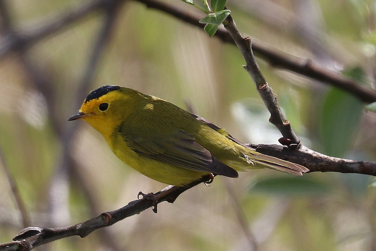 Wilson's Warbler - terrance carr