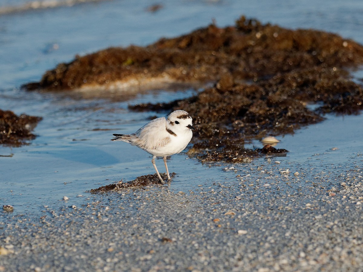 Snowy Plover - ML617845420