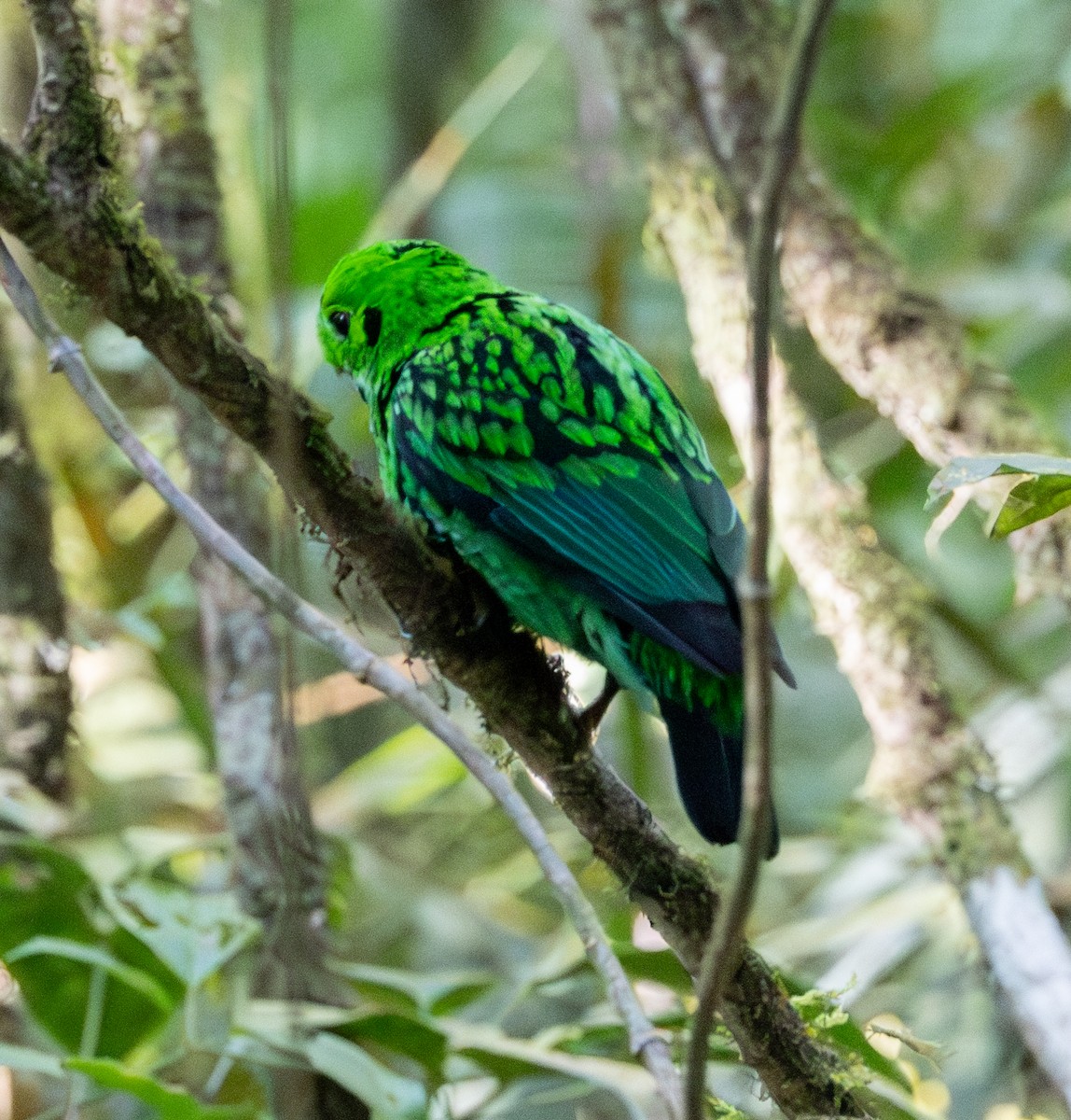 Whitehead's Broadbill - ML617845427