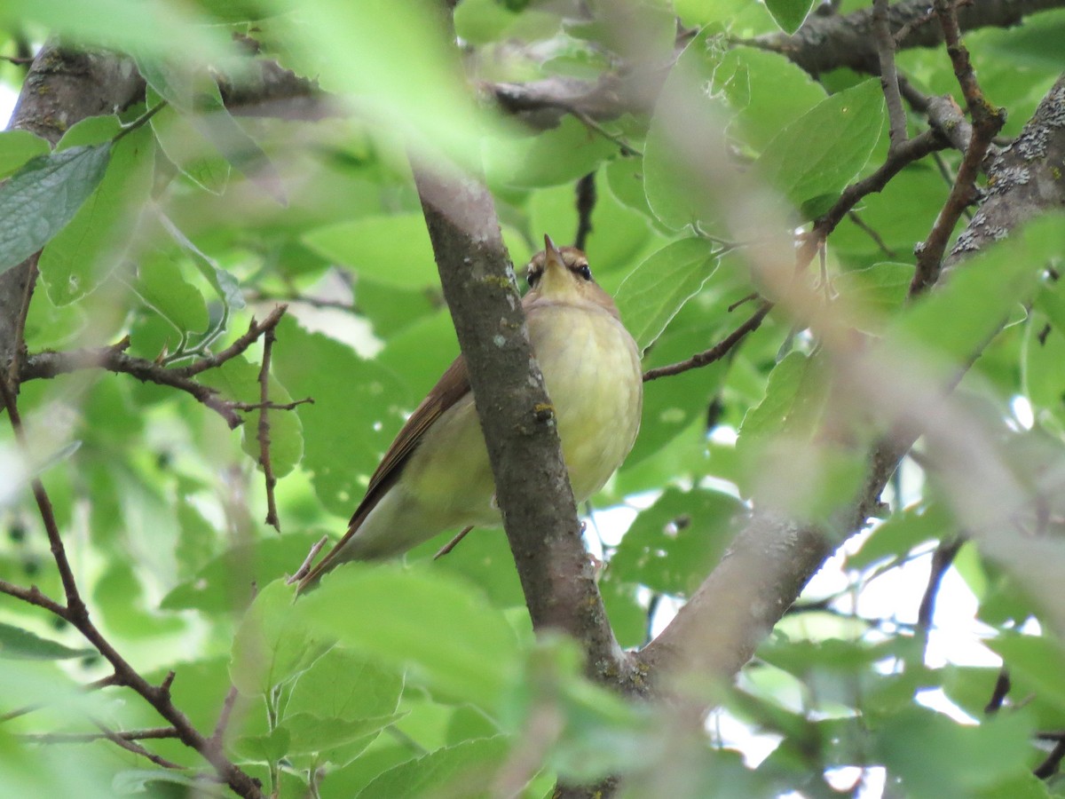 Swainson's Warbler - ML617845428