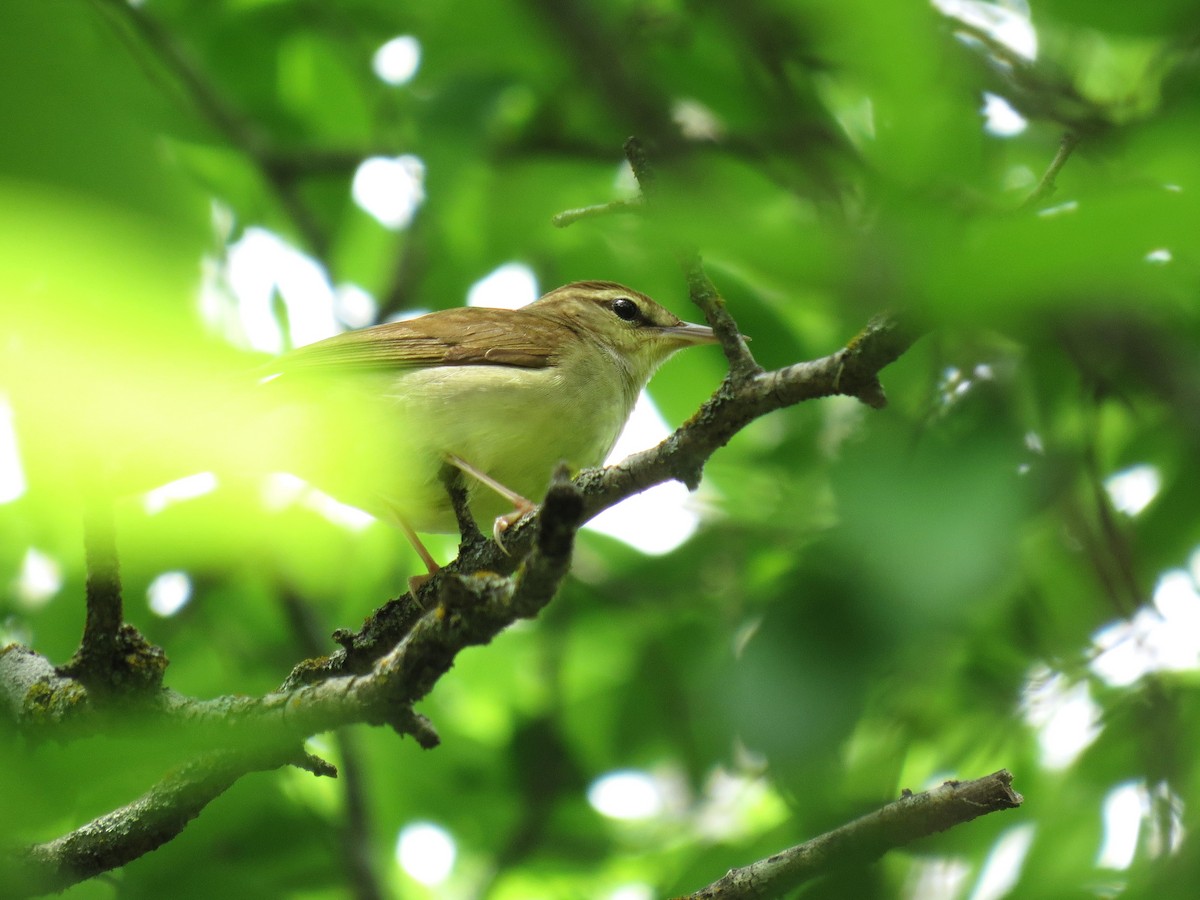 Swainson's Warbler - ML617845432