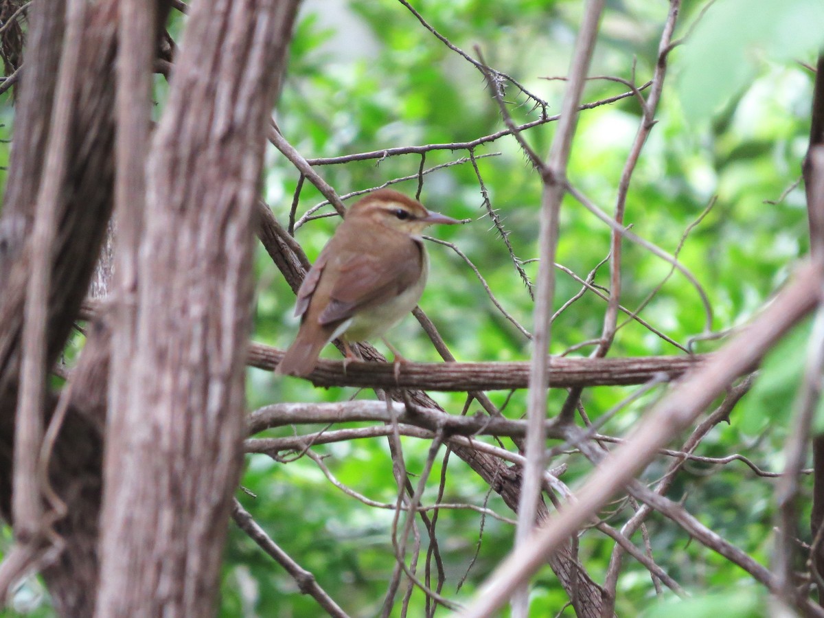 Swainson's Warbler - Timothy Fennell