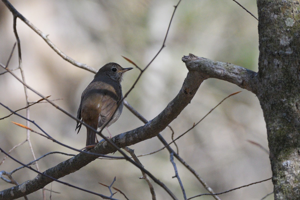 Hermit Thrush - Grace C