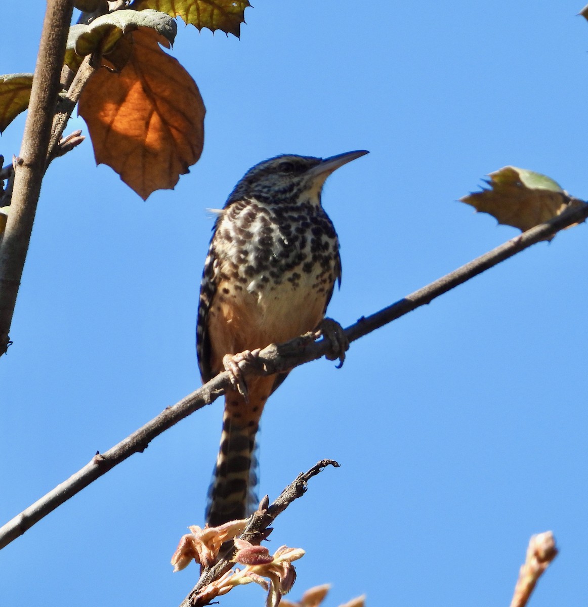 Band-backed Wren - ML617845452