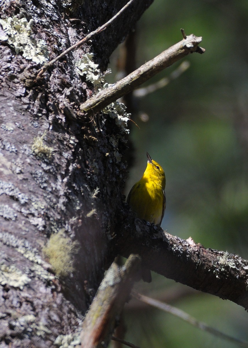 Pine Warbler - ML617845459