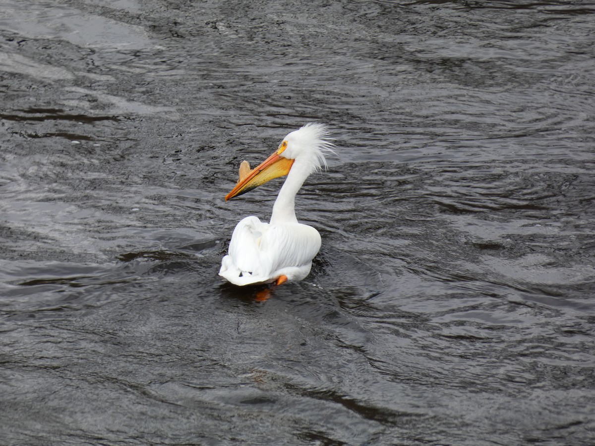 American White Pelican - ML617845482