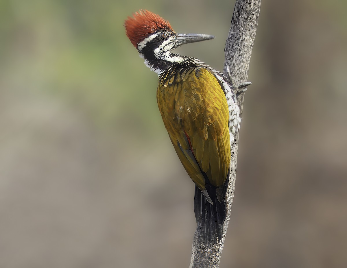 Greater Flameback - Grant Price