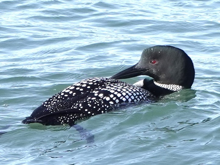 Common Loon - ML617845516