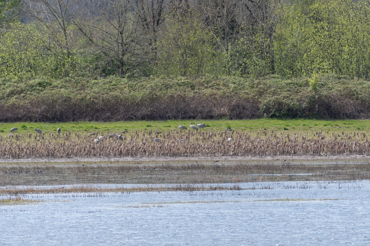 Sandhill Crane - ML617845534