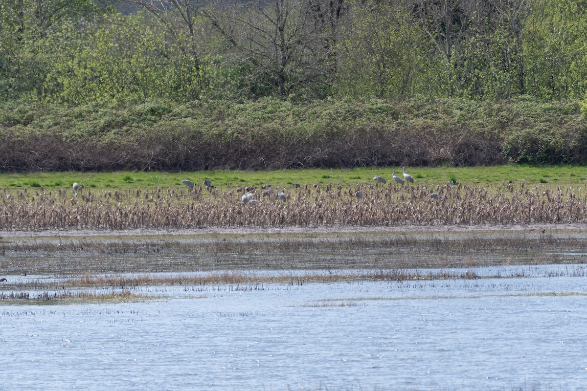 Sandhill Crane - ML617845535