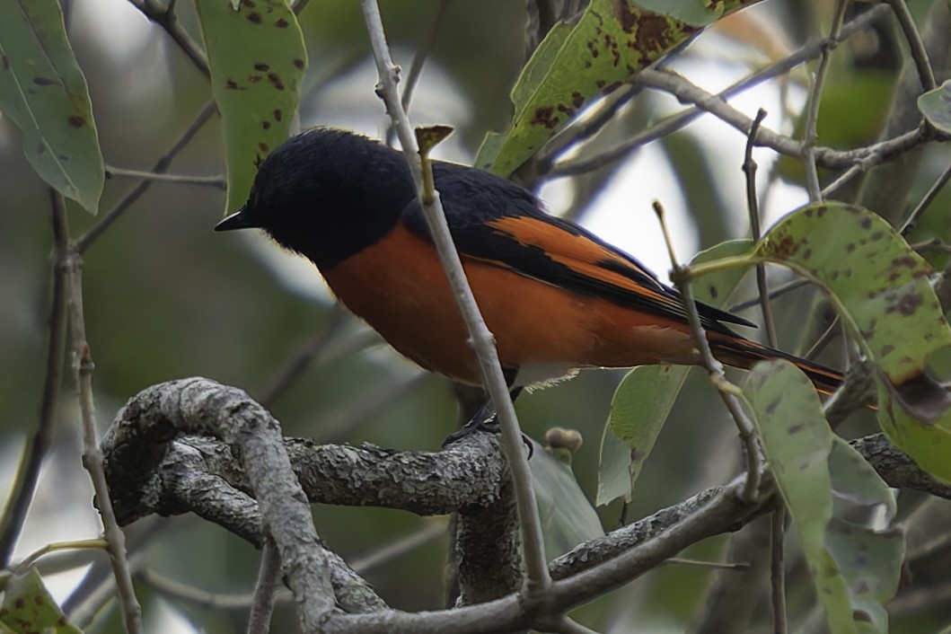 Scarlet Minivet - ML617845539