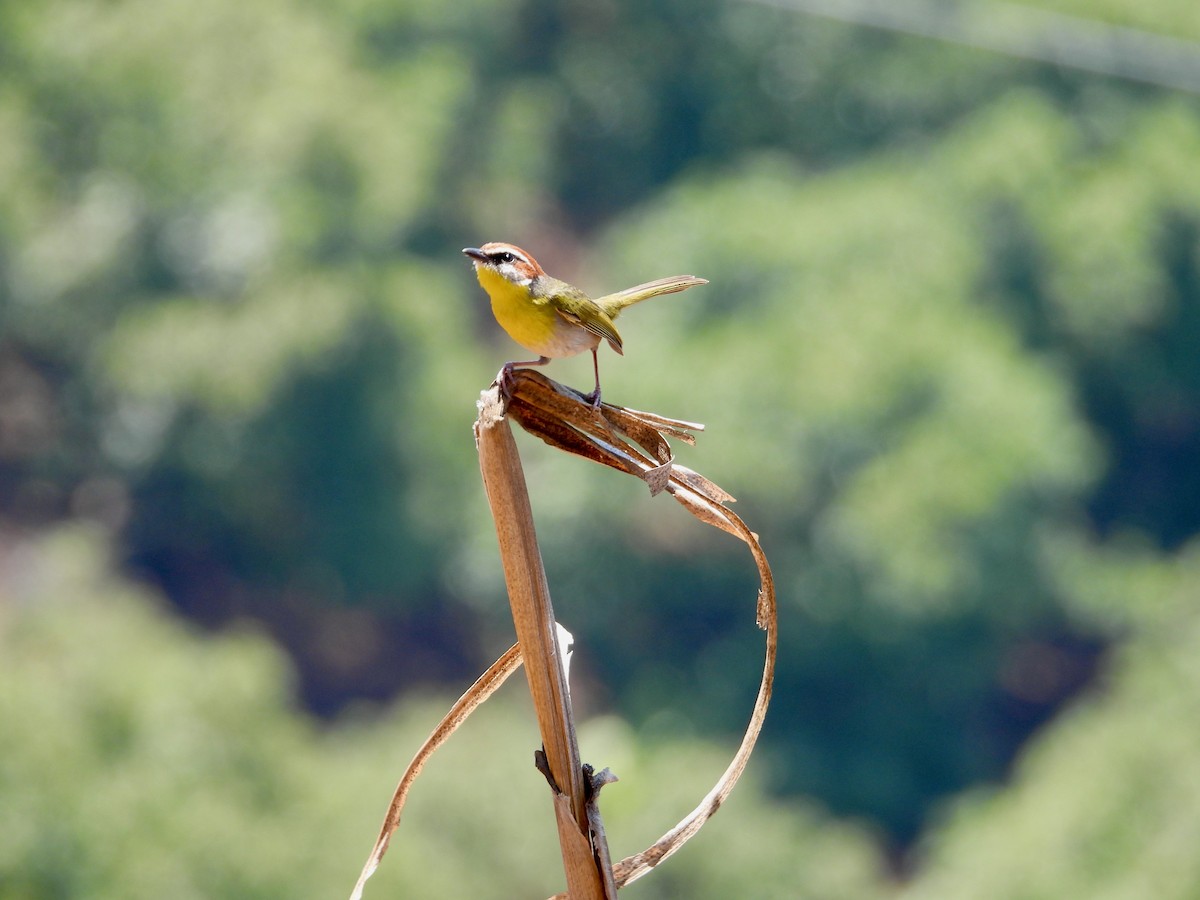 Rufous-capped Warbler (rufifrons Group) - ML617845547