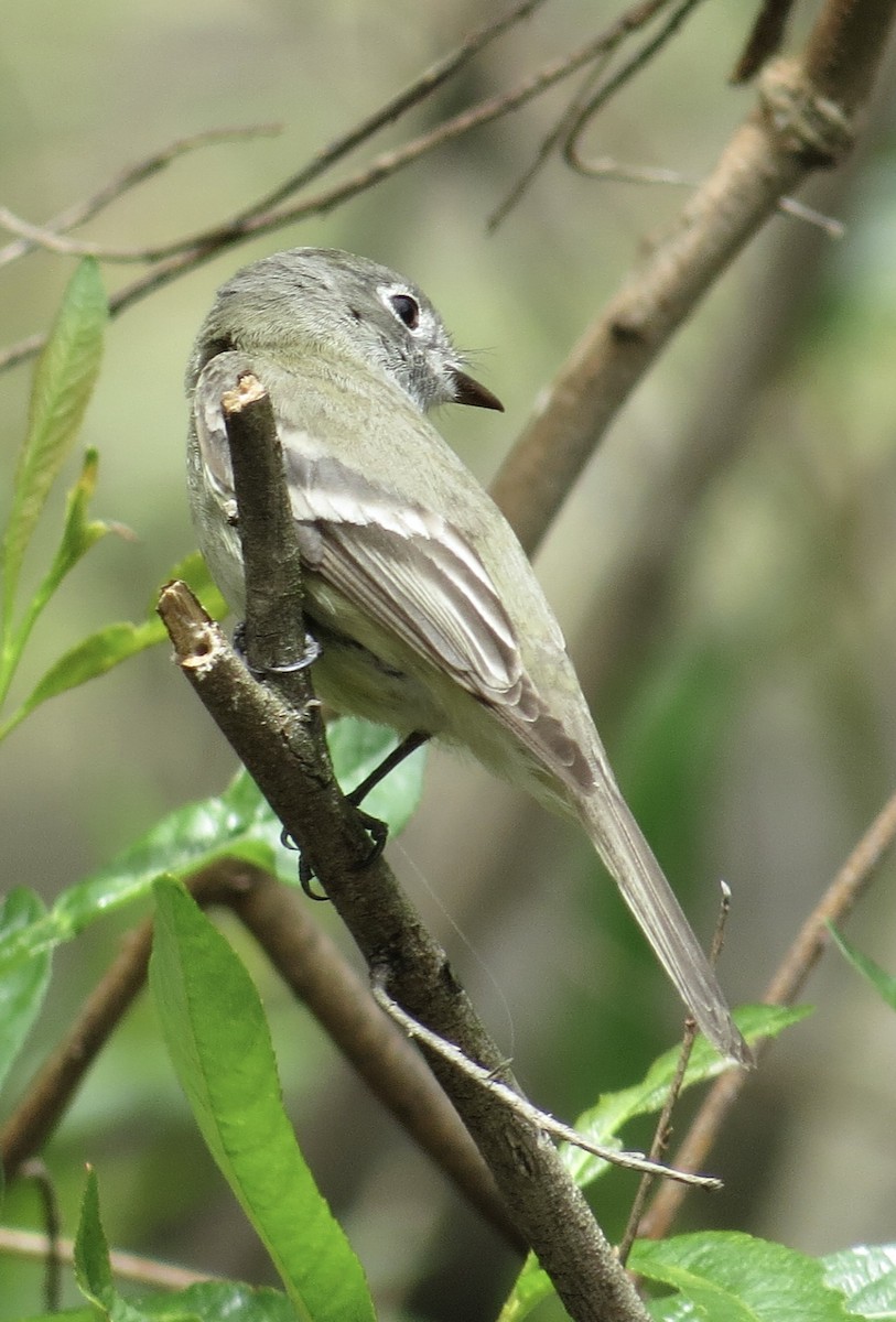 Hammond's Flycatcher - ML617845558