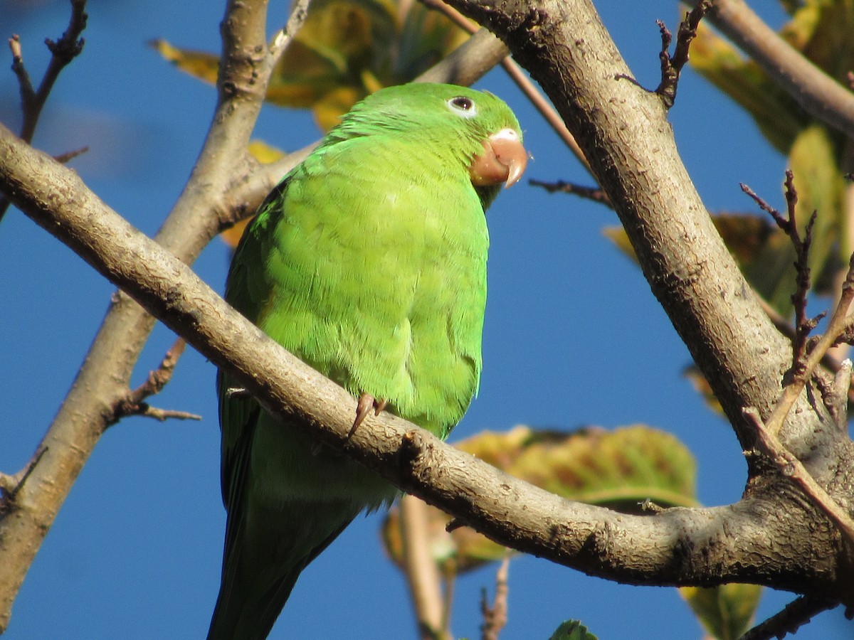 Yellow-chevroned Parakeet - ML617845560