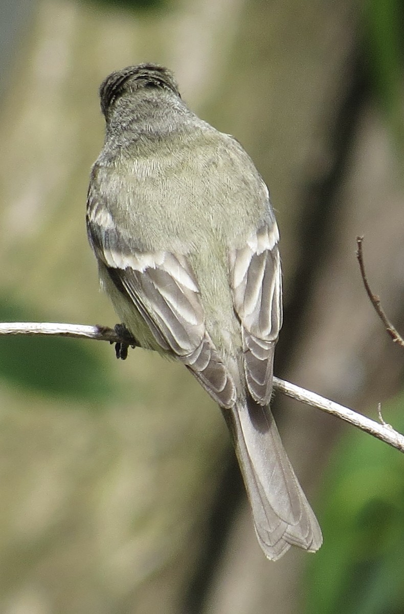 Hammond's Flycatcher - ML617845565