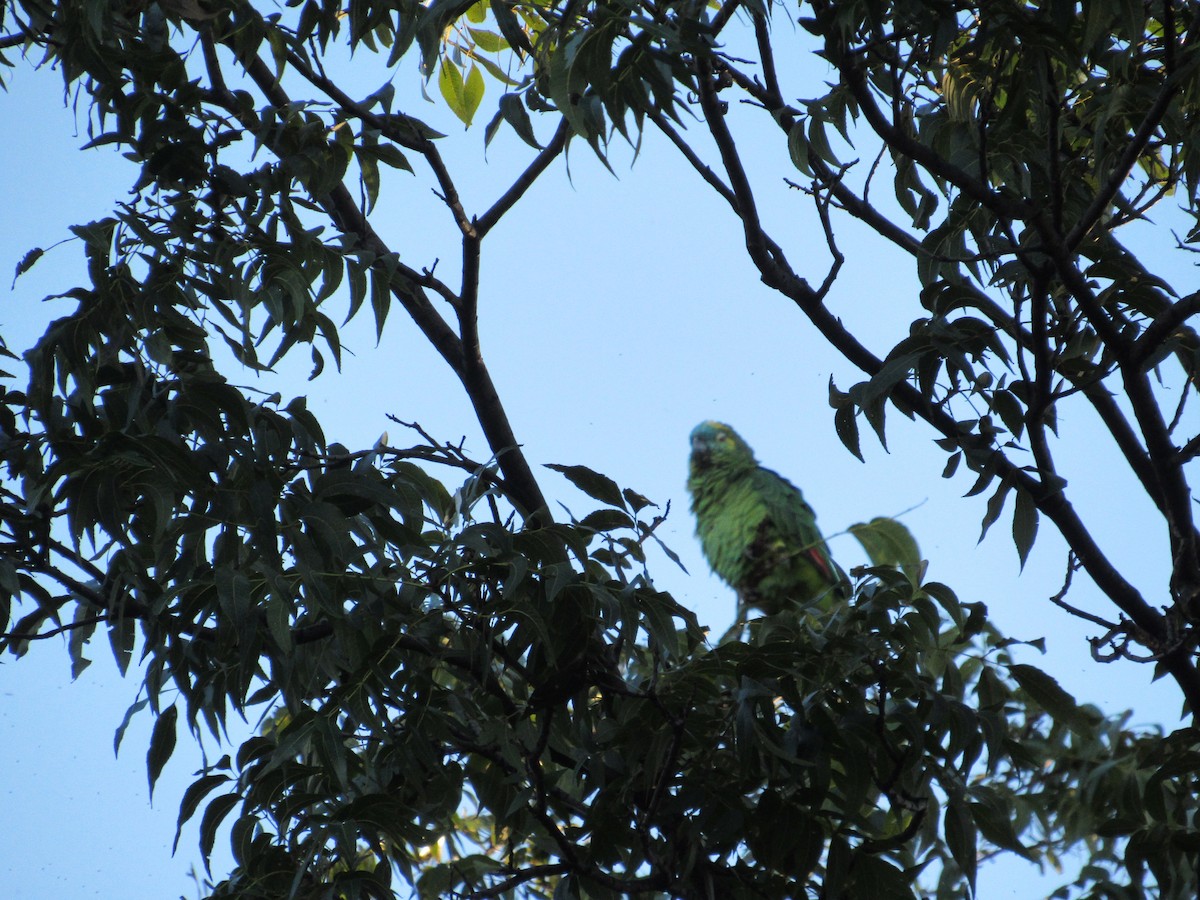Turquoise-fronted Parrot - AndreLu AndreaVergara